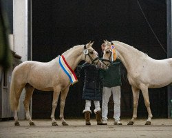 jumper Venustas Cool Gold (German Riding Pony, 2019, from Venustas Cool Edition)