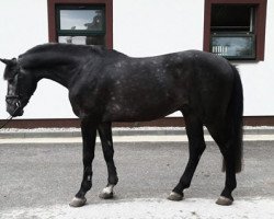 horse Christego (Holsteiner, 2013, from Caretino)