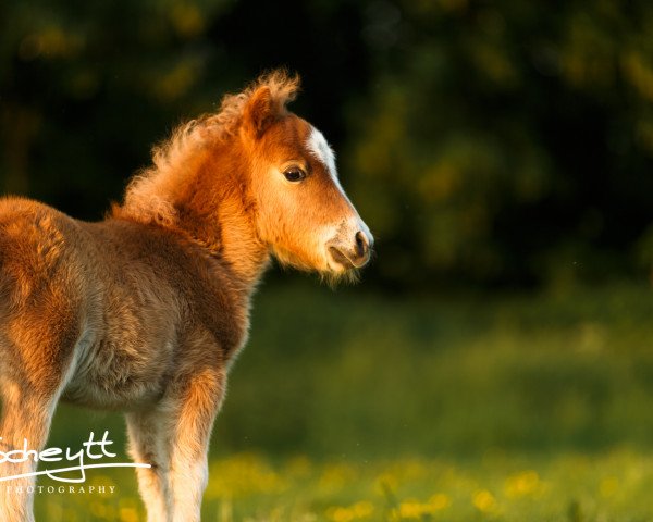 broodmare Sally vom Rindergraben (Dt.Part-bred Shetland pony, 2016, from Arum van Masnon)