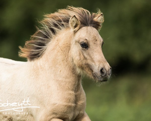 stallion Vivaldi vom Rindergraben (Shetland Pony, 2017, from Vulkan vom Melkweg)