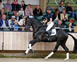 stallion It's A Pleasure (KWPN (Royal Dutch Sporthorse), 2013, from Dark Pleasure)