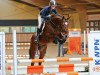 stallion Malibu Z (Zangersheide riding horse, 2012, from Mr Blue)