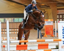 stallion Malibu Z (Zangersheide riding horse, 2012, from Mr Blue)