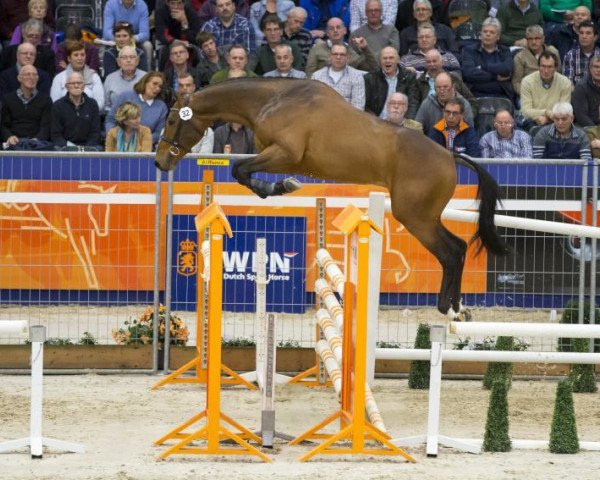 stallion Ivaro (KWPN (Royal Dutch Sporthorse), 2013, from VDL Bubalu)