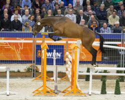 stallion Ivaro (KWPN (Royal Dutch Sporthorse), 2013, from VDL Bubalu)