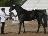 broodmare Haselnuss (Trakehner, 2011, from Kentucky)