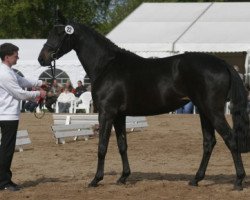 Zuchtstute Haselnuss (Trakehner, 2011, von Kentucky)