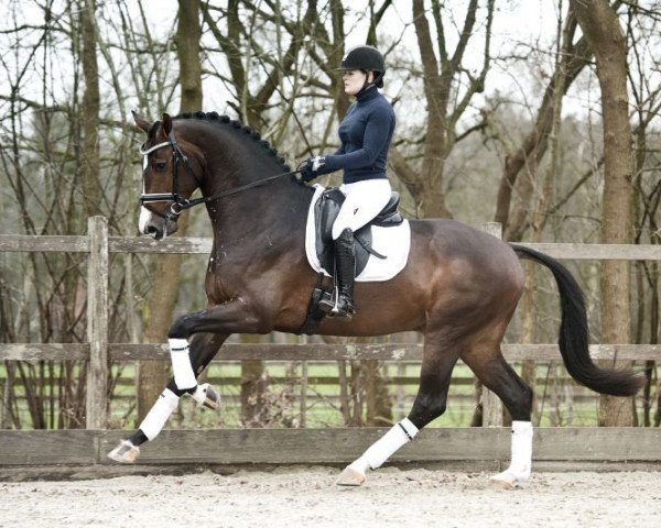 stallion Hitmaker (KWPN (Royal Dutch Sporthorse), 2012, from Wynton)