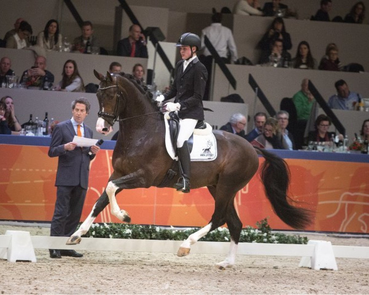 stallion High Five U.S. (KWPN (Royal Dutch Sporthorse), 2012, from Charmeur)