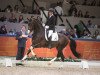 stallion High Five U.S. (KWPN (Royal Dutch Sporthorse), 2012, from Charmeur)