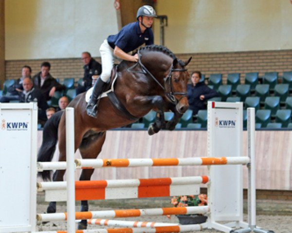 stallion Glenfiddich VDL (KWPN (Royal Dutch Sporthorse), 2011, from Bacardi VDL)