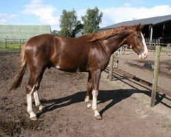 dressage horse Quentino (Hanoverian, 2013, from Quaterhall)