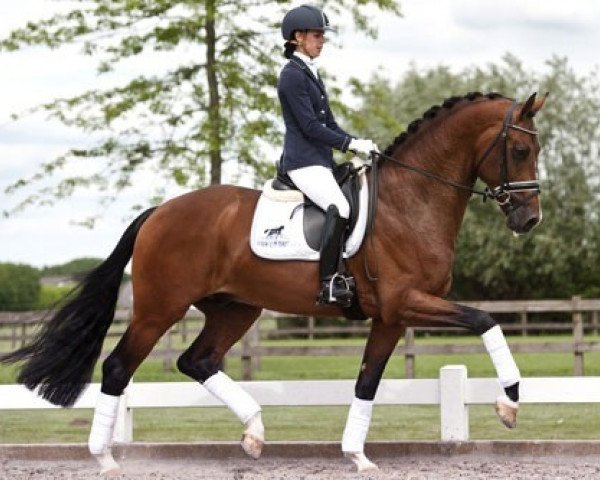 stallion Geniaal (KWPN (Royal Dutch Sporthorse), 2011, from Vivaldi)