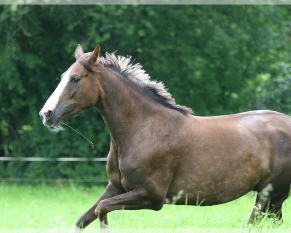 broodmare Parodie (Hanoverian, 2005, from Paroli)