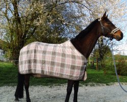 dressage horse Cosmique d' Amour (Oldenburger, 2010, from Carry Gold)