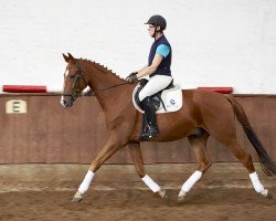 dressage horse Wallach von Spörcken x Bergamon (Hanoverian, 2014, from Spörcken)