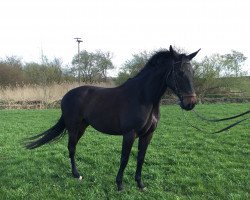 jumper Ivanhoe 80 (German Sport Horse, 2010, from Ituango xx)