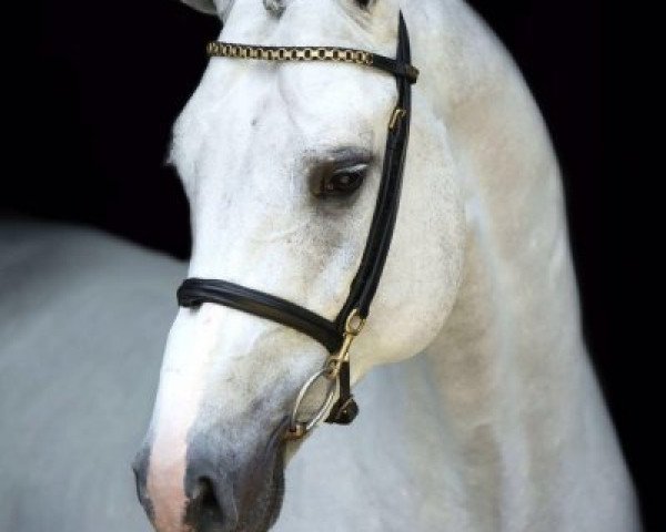 stallion Emir R (Dutch Warmblood, 2009, from Colman)