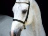 stallion Emir R (KWPN (Royal Dutch Sporthorse), 2009, from Colman)