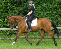 Springpferd Elfencardara (Trakehner, 2013, von Rastenberg)