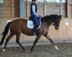 broodmare Heide-Cardofine (Trakehner, 2013, from Cadeau)