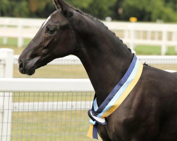 dressage horse Aranykapu Rascaniro (Hungarian Warmblood, 2017, from Rascalino)