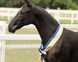 dressage horse Aranykapu Rascaniro (Hungarian Warmblood, 2017, from Rascalino)