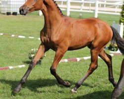 Zuchtstute Aranykapu Clesmona (Ungarisches Warmblut, 2017, von Aranykapu Claramo)