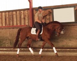 dressage horse Rafister (Rhinelander, 2014, from Rastenberg)