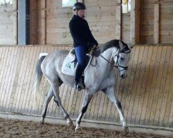 dressage horse Pete Contini (Trakehner, 2013, from Interconti)