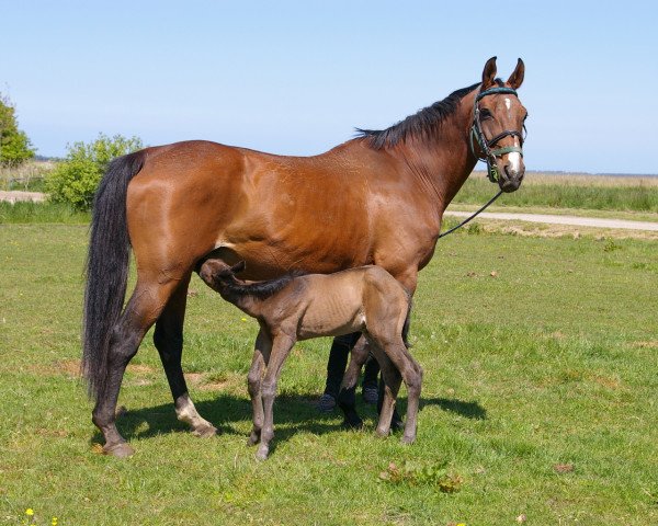 broodmare Madonna (Mecklenburg, 1991, from Morgan)