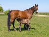 broodmare Madonna (Mecklenburg, 1991, from Morgan)