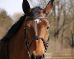 jumper Rapunzel 158 (Hanoverian, 2003, from Rotspon)