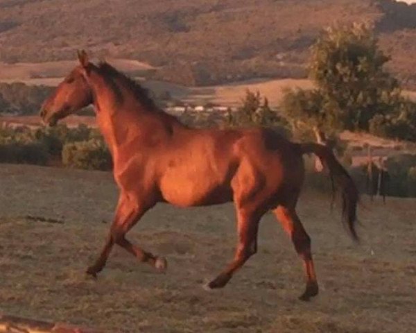 Pferd PADRINO (Cruzado, 2007)