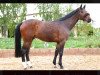 dressage horse Fred Astaire Junior Forever (Hanoverian, 2009, from Fidertanz)