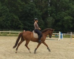 dressage horse Hennes 16 (Hanoverian, 2006, from Hochadel)