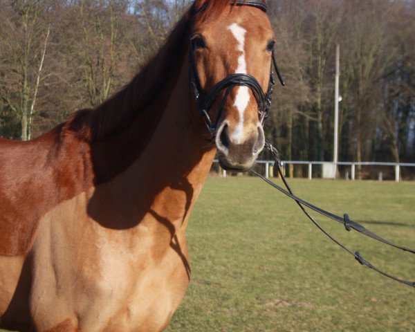 dressage horse Batida 131 (Hanoverian, 2011, from Belissimo NRW)