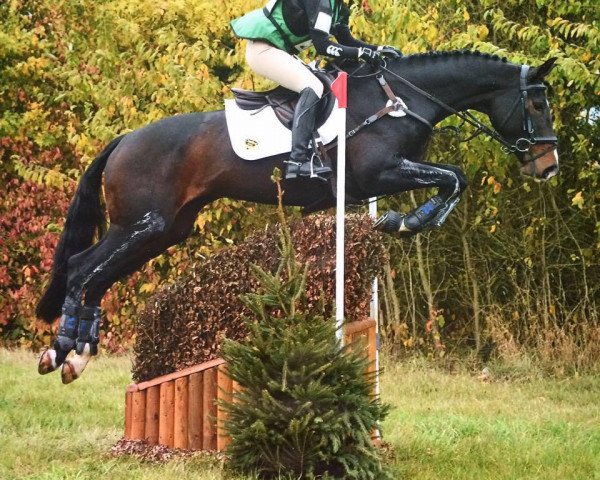 Dressurpferd Devonair SH (British Sport Horse, 2007, von Don Ricoss)