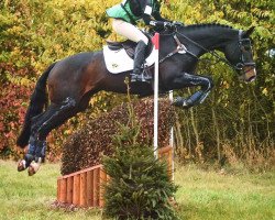 dressage horse Devonair SH (British Sport Horse, 2007, from Don Ricoss)