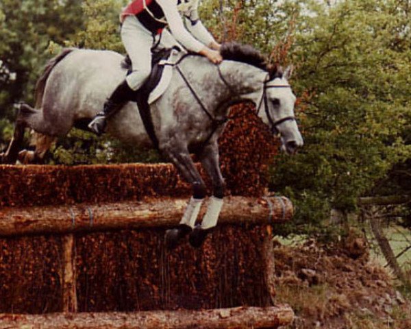 broodmare Embla Express (British Sport Horse, 1988, from Hill Farmer xx)