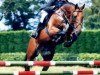 Deckhengst Bazaars Exclusive (Scottish Sports Horse, 1996, von Welton Crackerjack)