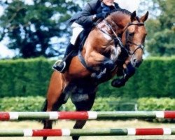 Deckhengst Bazaars Exclusive (Scottish Sports Horse, 1996, von Welton Crackerjack)