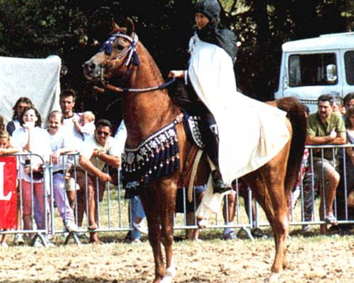 stallion Jedivi ox (Arabian purebred, 1967, from Alhabac ox)