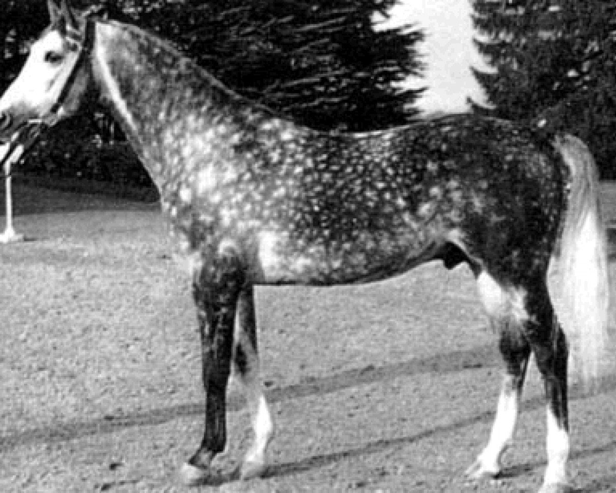 Deckhengst Baj ox (Vollblutaraber, 1965, von Negatiw 1945 ox)