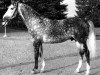 stallion Baj ox (Arabian thoroughbred, 1965, from Negatiw 1945 ox)