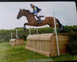 dressage horse Serenade III (British Sport Horse, 2011, from Don Ricoss)