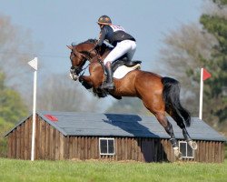 dressage horse Don Diego (Hanoverian, 2011, from Don Ricoss)