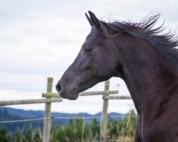 jumper Halik 2 (Shagya Arabian, 2012, from Lenkoran 2001 ShA)