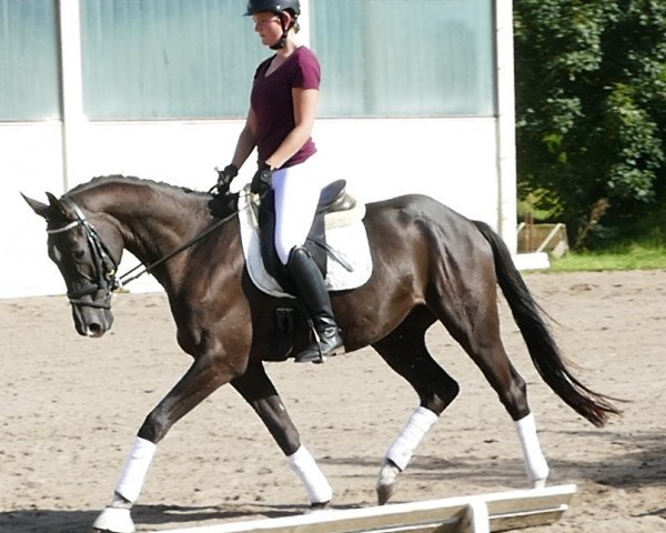 horse Larway (Trakehner, 2013, from Starway)