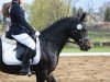 dressage horse Bolero 381 (German Riding Pony, 2009, from Billy the Kid)